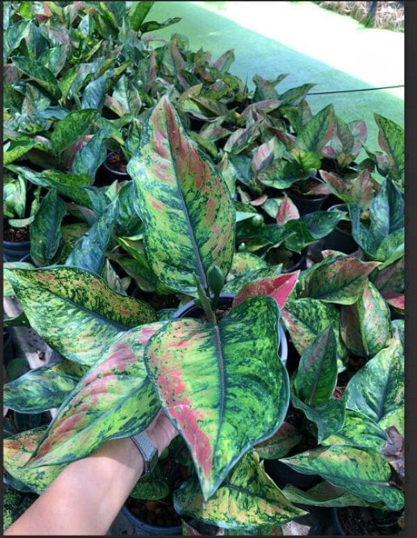 Aglaonema Heng Heng