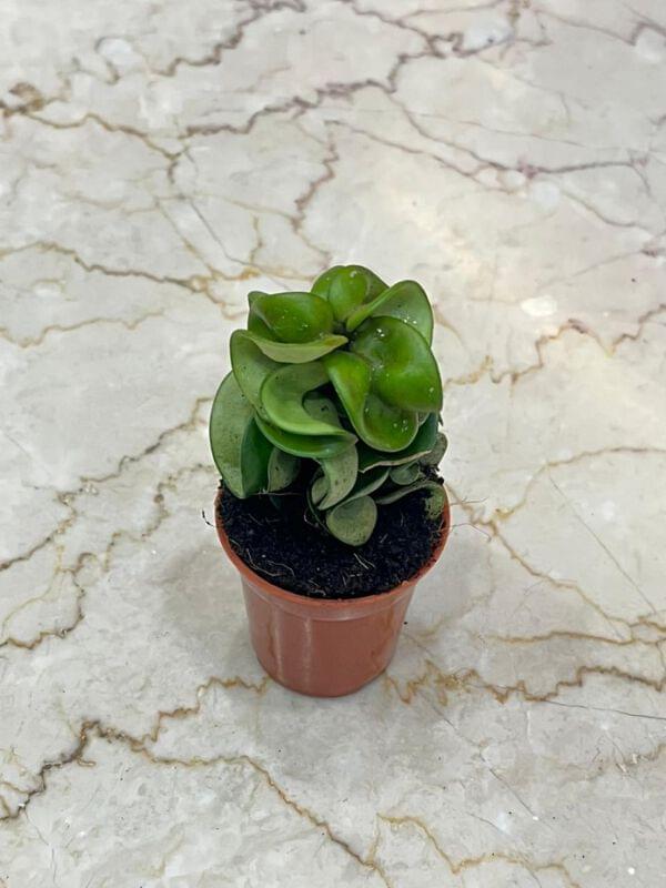 ポポラス/ 724 New Arrivals Plants Updated On 18 May 2026 | Sanjay Nursery - CAPPL