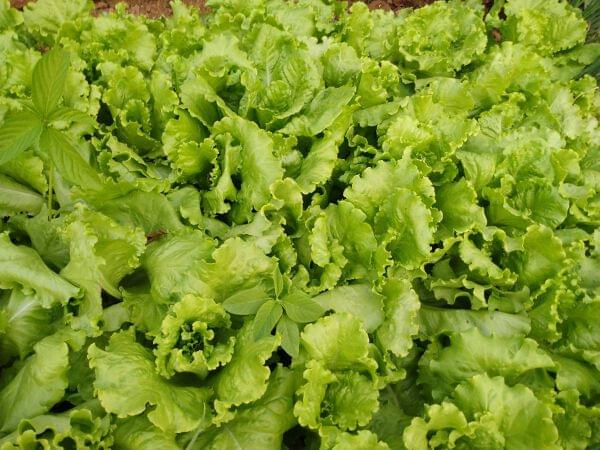 Adam's Gardens & Farm | Adam's Gardens & Farm
