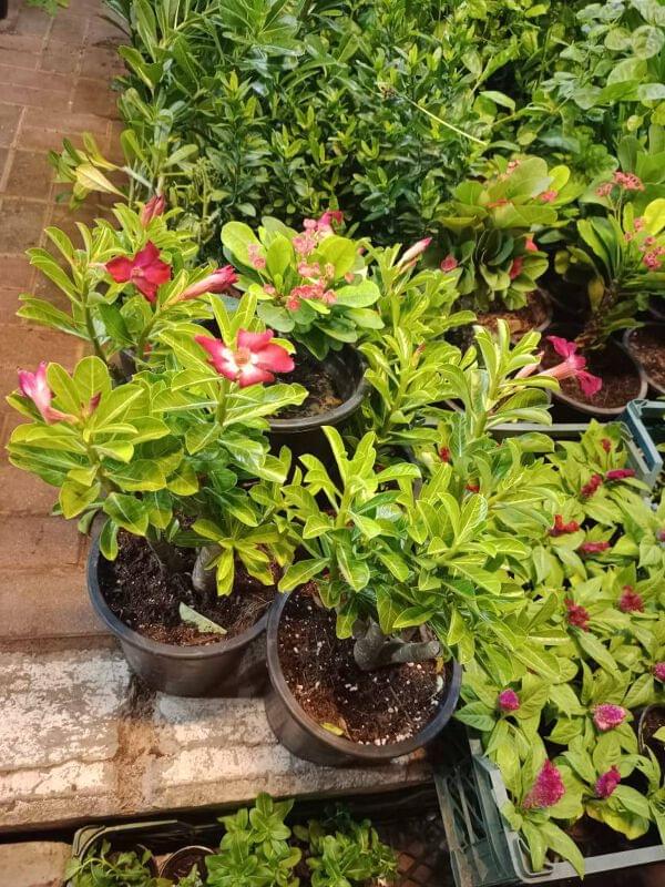 Natural desert plant for outdoor Safe Cart FZC LLC