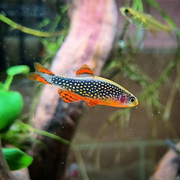 RASBORAS | Vice Aquatics