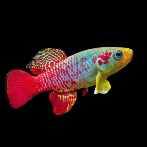 Kalpi Fish KILLI FISH | Vice Aquatics