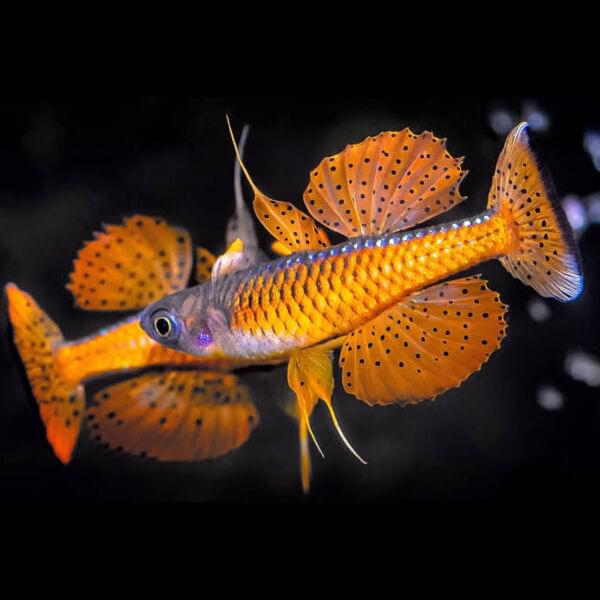 RAINBOW FISH'S | Vice Aquatics