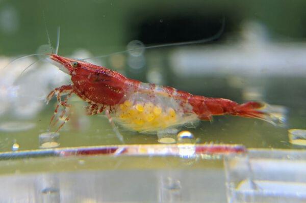 Red Rilli Shrimp | Vice Aquatics