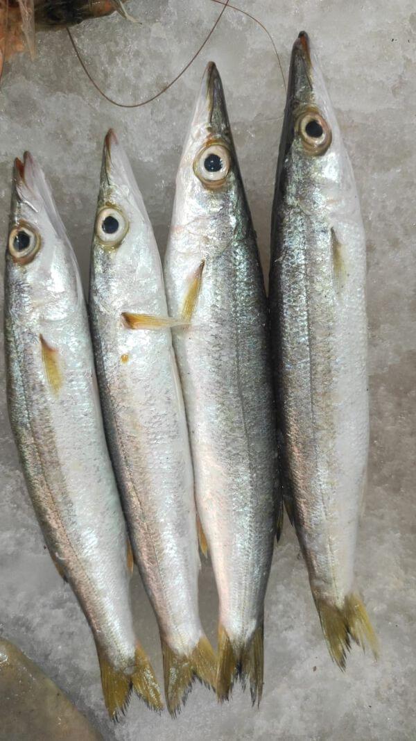 Today. Fish Fish | Fry Today